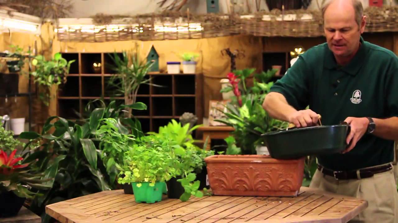 The Best Way to Grow Herbs Indoors - YouTube