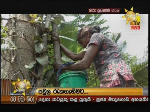 Hiru News 6.55 PM | 2020-03-08