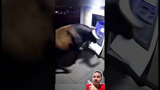 Touro Destrói Caixa Eletrônico! 💥🐂😱