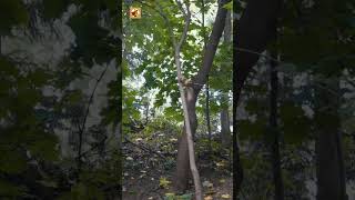 Red Squirrel Sounds 🐿️ Red Squirrel On Tree In Park