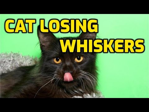 What Causes A Cat's Whiskers To Break Off?