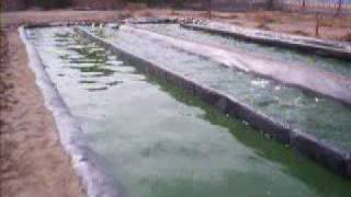 preview picture of video 'Spirulina en Reactores Raceway - Perú'