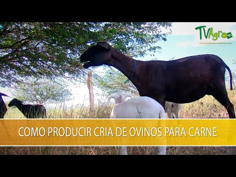 , title : 'Como Producir Cria de Ovinos para Carne - TvAgro por Juan Gonzalo Angel Restrepo'