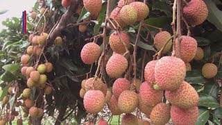 লিচুর বাম্পার ফলনে খুশি কুলিয়ারচরের চাষিরা