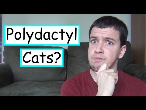 Why Do Some Cats Have Extra Toes?  |  Hemingway Cats