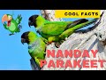 Nanday Parakeet facts 🦜 Black-hooded Parakeet facts 🦜 Nanday Conure facts