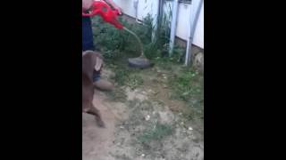 Pit bull hates the weed eater