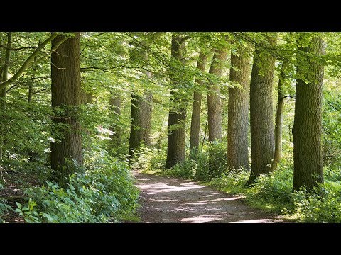 Meditation Music, Music for Studying, Relaxing Music, Music for Stress Relief, Focus Music, ☯3273