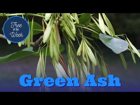Tree of the Week: Green Ash