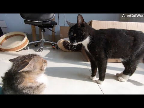 The black cat bullying the little kitten