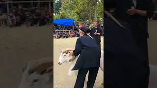 Download lagu cewek adu domba garut# domba garut mp3