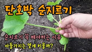 단호박 심는시기 단호박 순지르기 순치기 단호박 곁순(아들가지)은 몇개를 키울까요 미니단호박농사