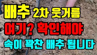 배추2차웃거름 줄때 꼭 여기 확인하고 주어야 합니다 /