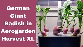 Grow German Giant Radish in Aerogarden Harvest XL Hydroponics System, best radish variety