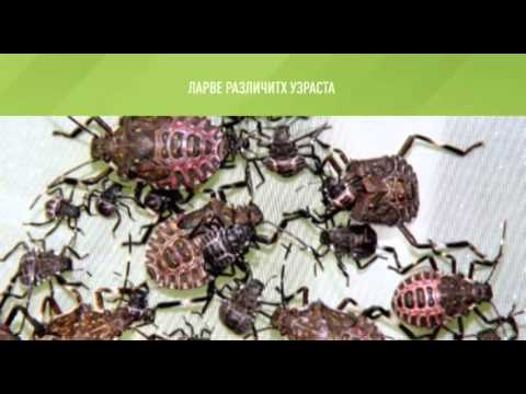 Zelena prognoza, 22.4.2016. - O smeđoj mramornoj smrdljivoj stenici