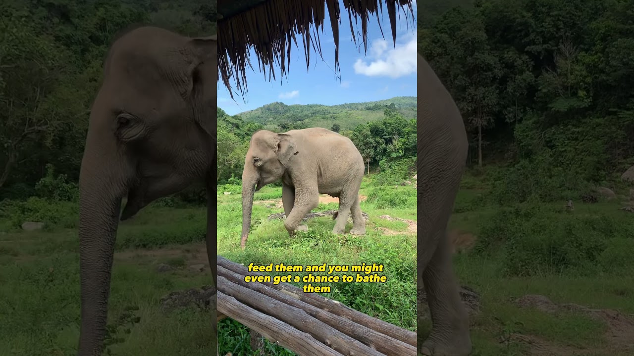 YouTube Short thumbnail