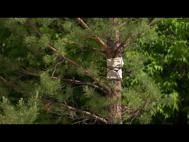 В Ангарске высаживают взрослые деревья