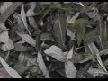 Как сделать чай из Кипрея узколистного ("Иван-чай") 
