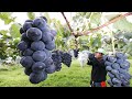Colorful Japanese Grape Garden Famous And Expensive Grape Harvest Japanese Grape Farm
