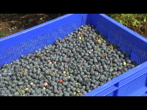 Driessen Blueberries BV