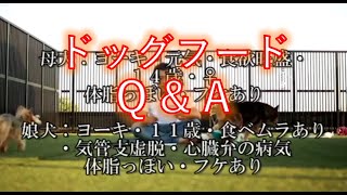 ドッグフードに関する質問による回答。　お気軽にご相談ください。