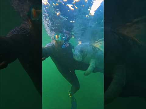This manatee started hugging her while snorkeling ❤️