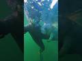 This Manatee Started Hugging Her While Snorkeling ️