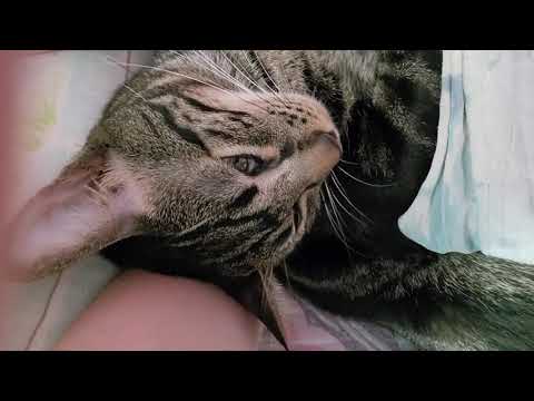 Cat Shaking While Sleeping