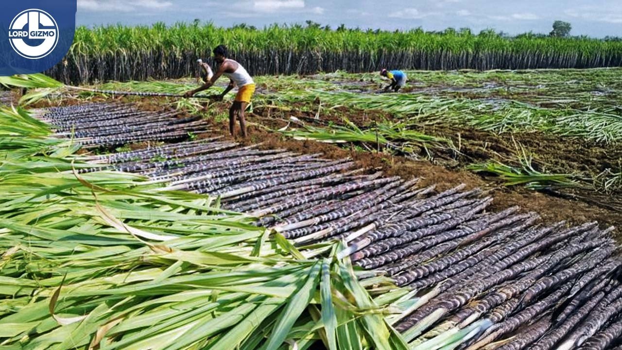 Our TOP Most-Watched Harvesting Videos of 2024: From Balsa and Bamboo to Sugarcane and Coconut!