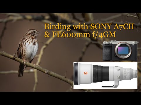 Birding & Wildlife Photography with Sony A7CII camera & 600mm f/4GM lens