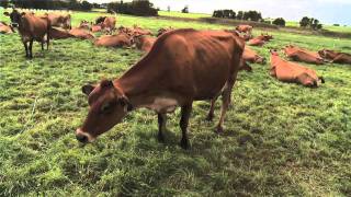 V.I.P. Dairy Farm Experience - St. Brigid's Farm