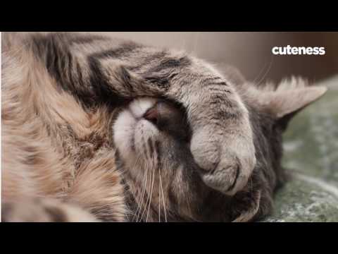 Why Do Cats Cover Their Faces When They Sleep?