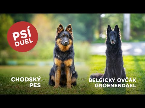 Psí duel - Chodský pes vs Belgický ovčák groenendael