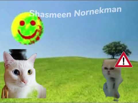 Taco cat notices another cat and greets him 😸