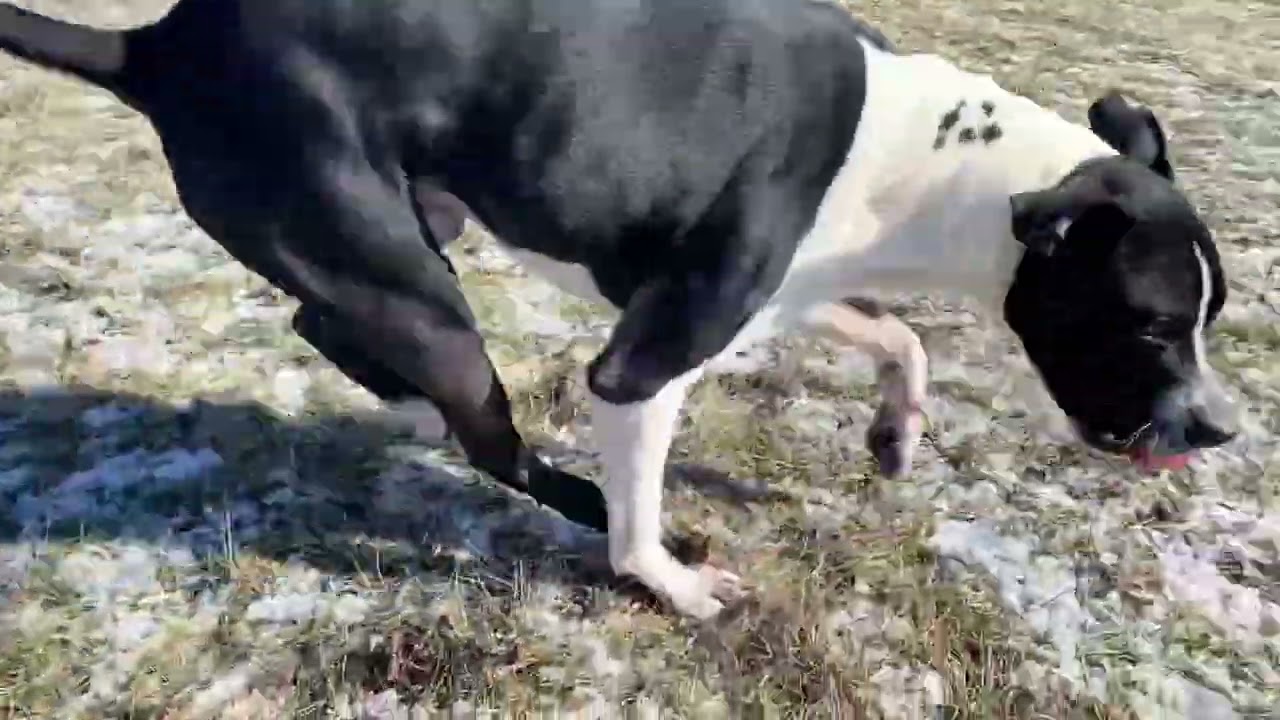 Will, a Adoptable mixed breed in Hartford City, IN video 6/6