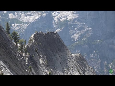 Switzerlan's Giant tree remains