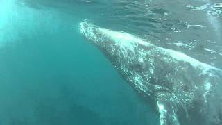 preview picture of video 'Humpback Whale Encounter (II); Sardine Run 2013'