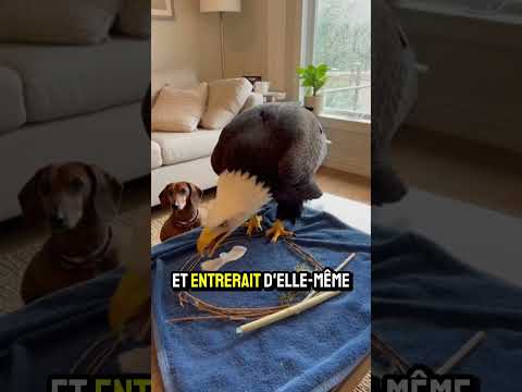 Mon chien a sauvé un ami et l’a ramené à la maison ❤️ #nature #sauvetage  #animaux