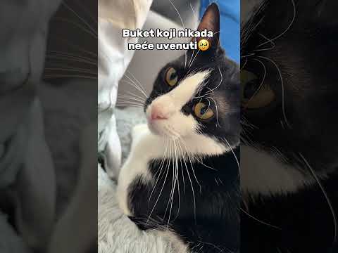Najlepši buket na svetu😻 #emifox