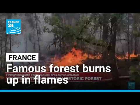 France: Wildfires tear though historic forest of Fontainebleau near Paris