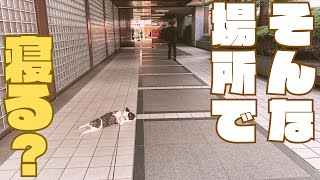 全く気にしない愛犬🐶