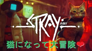#16　クリント・ニャーストウッドです「STRAY」