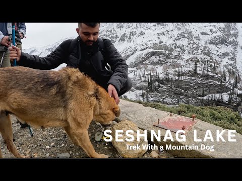 We Met a Mountain Dog on the Seshnag Lake Trek 🐾 | Kashmir 2024