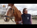 Wordt Coco (35) het leukste oude paard van Nederland?