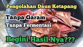 Download lagu Cara Mengolah Daun Ketapang Tanpa Garam Dan Fermentasi Begini Hasilnya mp3