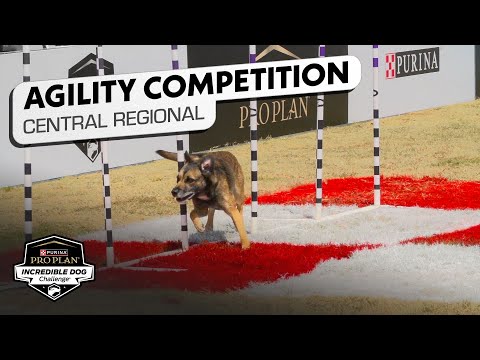 Incredible Dog Challenge: Agility Central Regional | NBC Sports