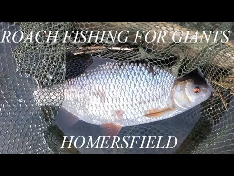 Lake of Giants - Homersfield - Land Of Giant Roach - Phil Spinks - Preview