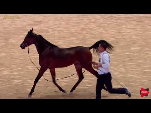 N 110 PADRON EL AAZ   A H  Moroccan Breeders' Cup 2019   Yearling Colts Class 6B
