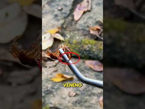 El animal más venenoso de España?!?!?! #animales #sabiasque #datoscurisos #reptiles #mascotas #pets