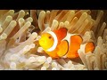 Finding Nemo Remake Part 8 Fish Are Friends Not Food